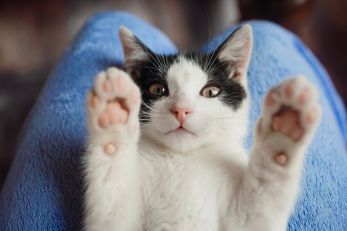 Come curare la FIP nei gatti: sintomi e terapie efficaci